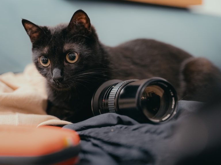 Unleashing Creativity: The Essential Guide to Photography Equipment for Every Budget